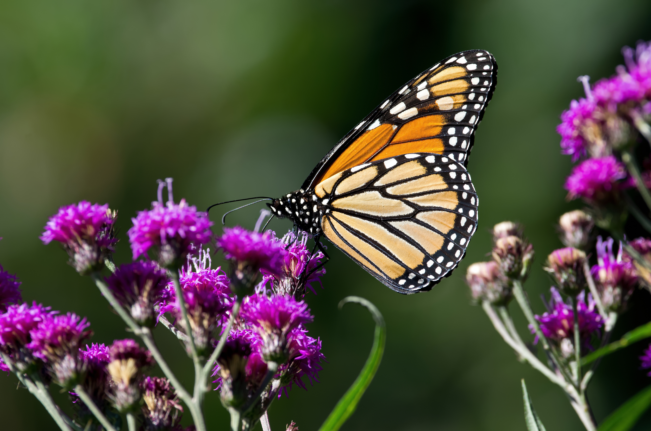 Wildflowers and butterflies