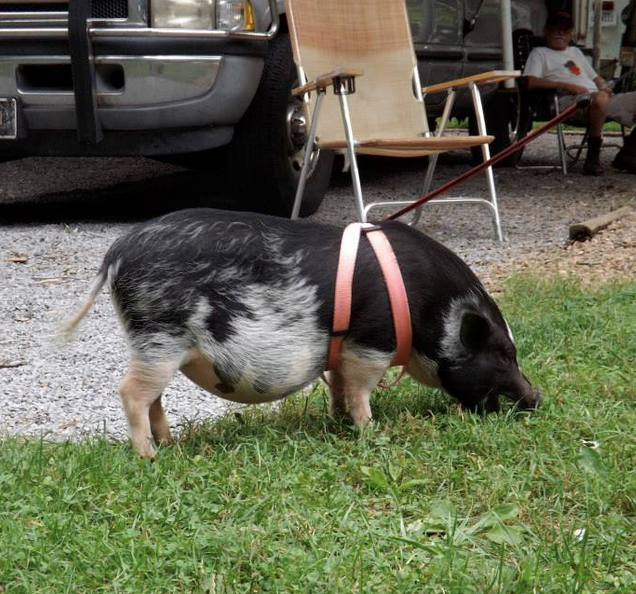 Pet pig on a leash came to visit