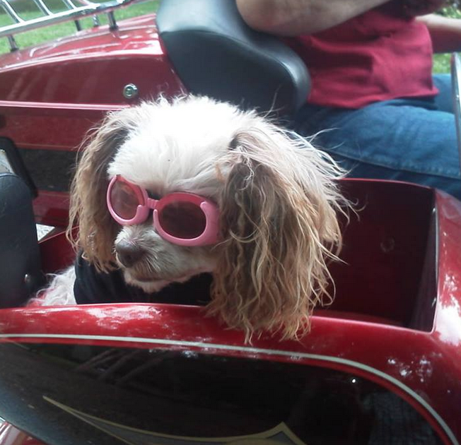 Dog in pink doggles in a motorcycle side car