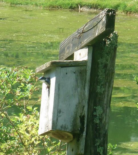 Bird box by the pond