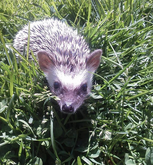 Hedgehog resident out for a stroll last summer