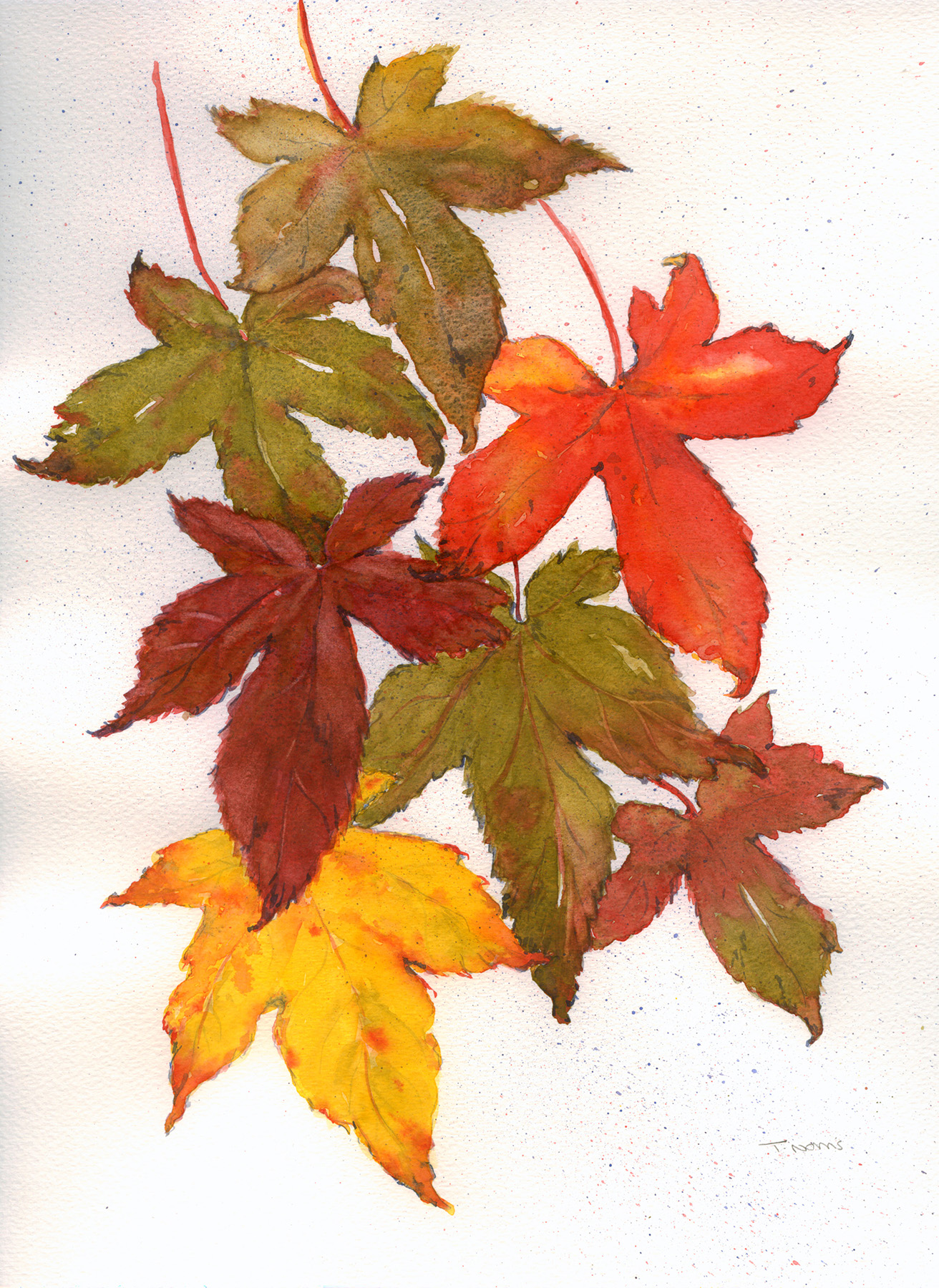 Autumn Maple Leaves