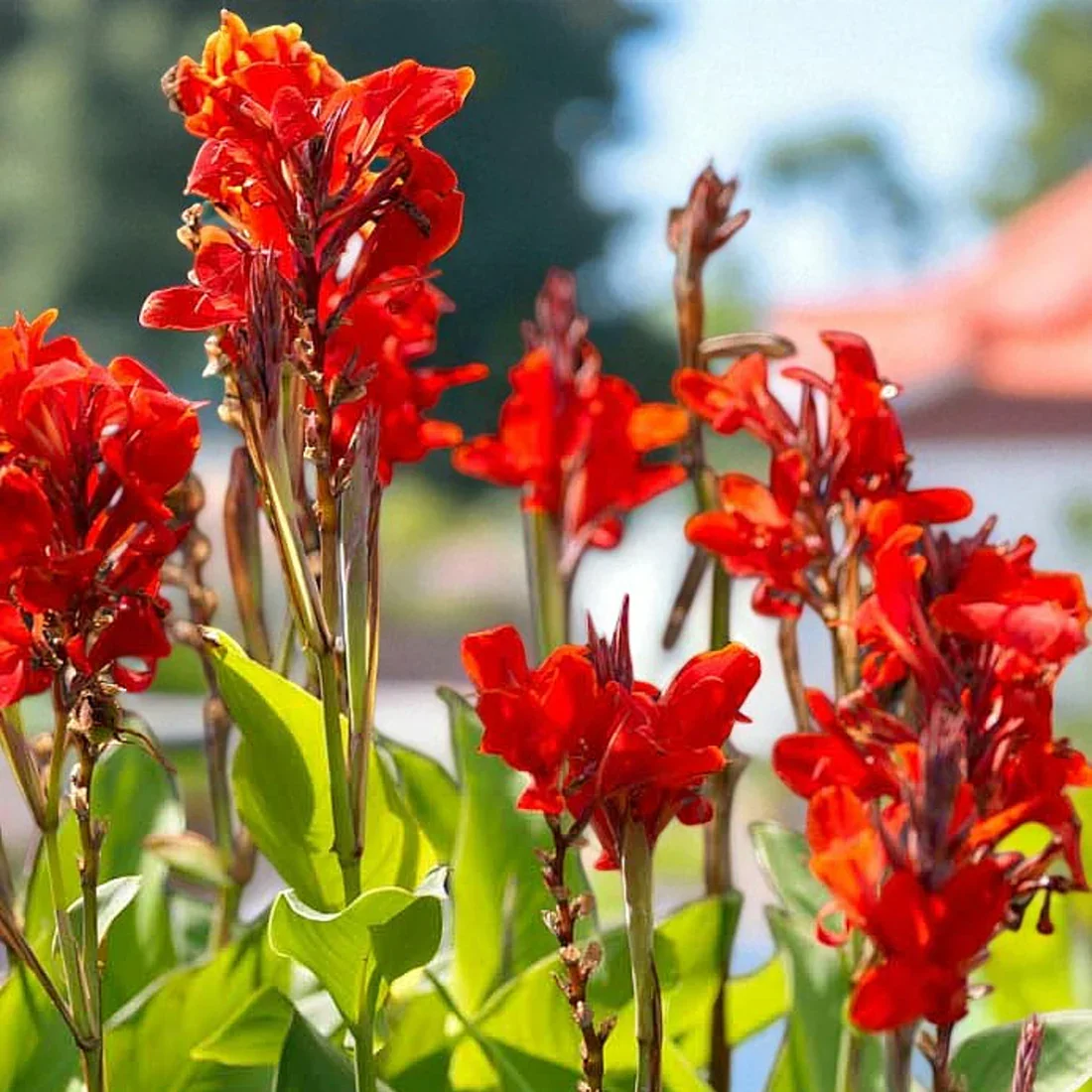 Expressive Flowers; Acrylic Workshop with Tina Dodd