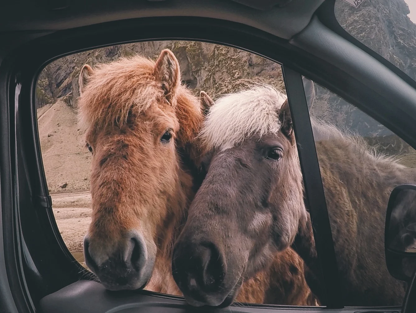 Icelantic horses greeting me as I passed by