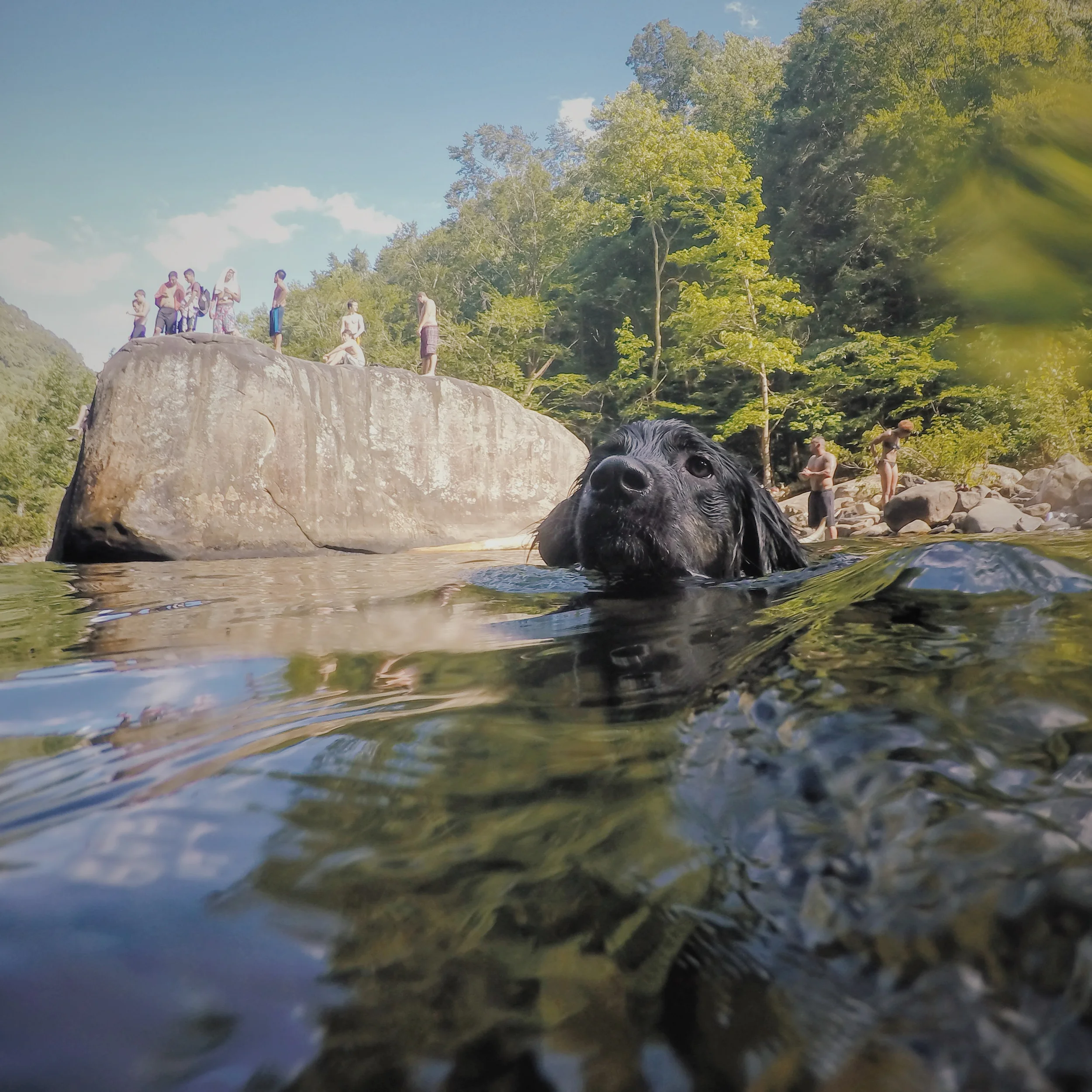 I love swimming holes and dogs so swimming with a dog at a swimming hole is the best! 