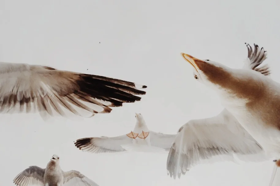 I still love taking photos of birds