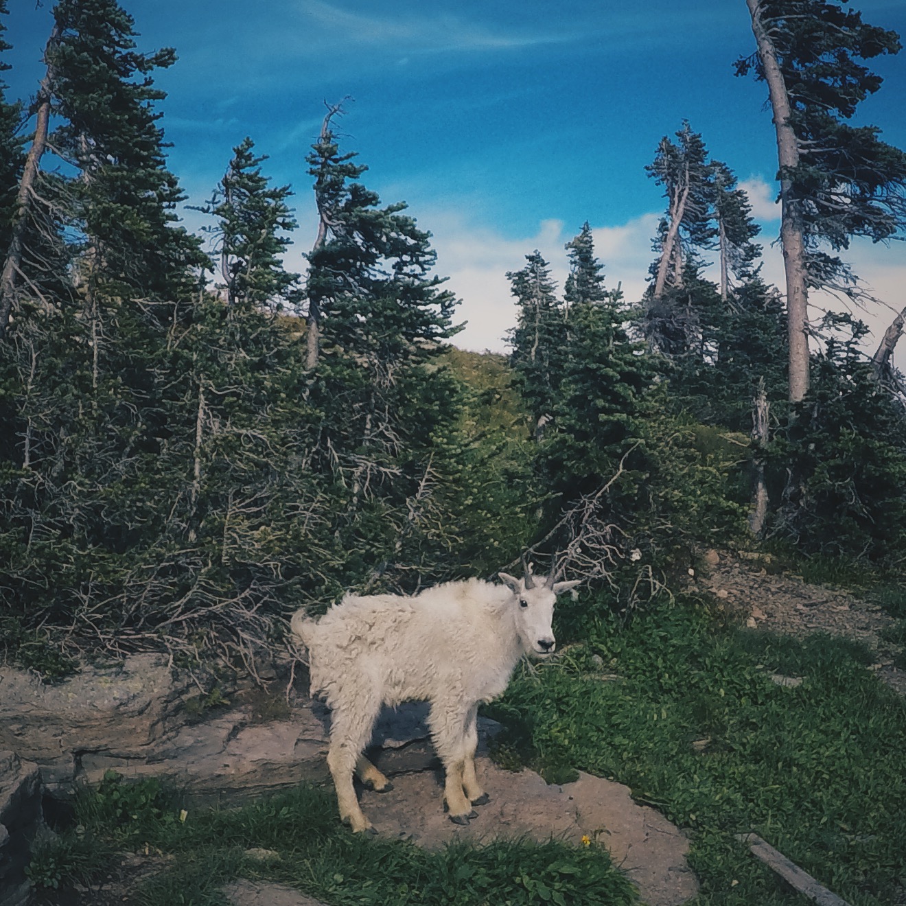Greeting a local on my hike in Glacier