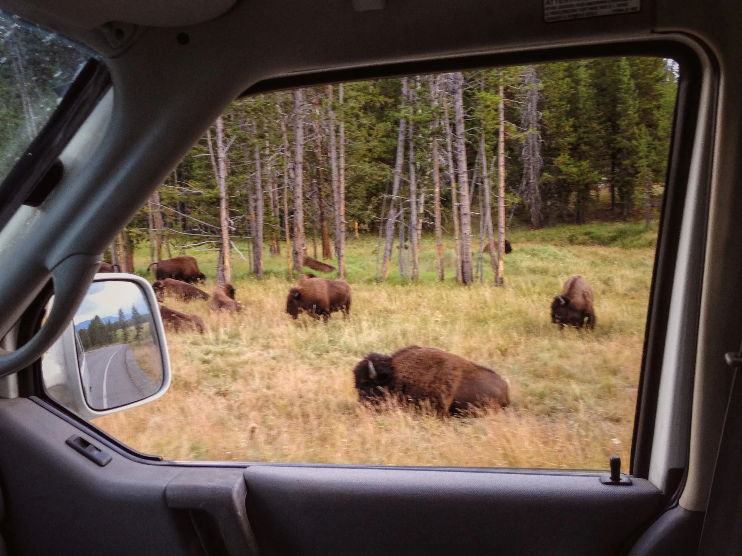 Bison on the side of the road in Yellowstone