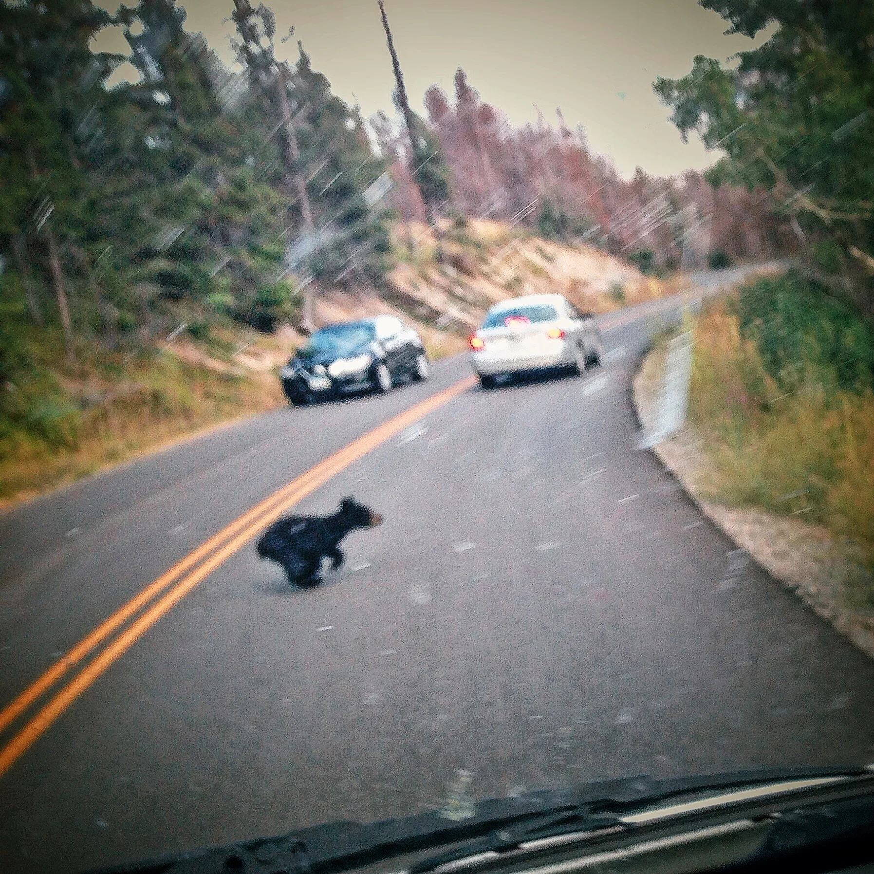 Be sure to drive the speed limit through the parks. You never know what will dart out at the last minute.