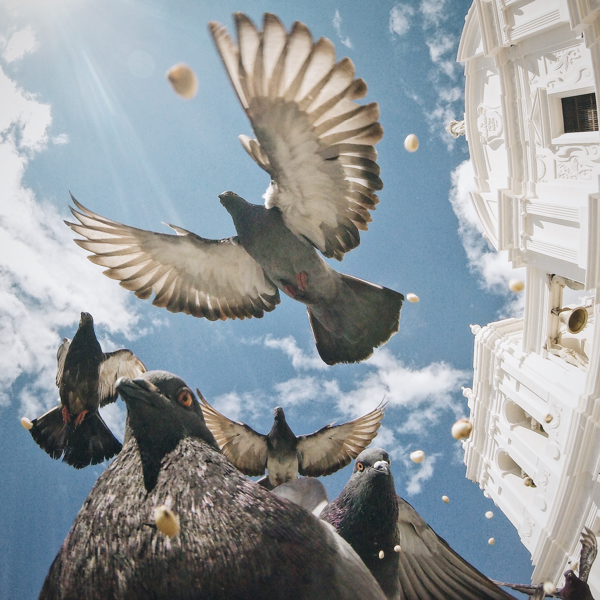 Feeding the birds in Leon