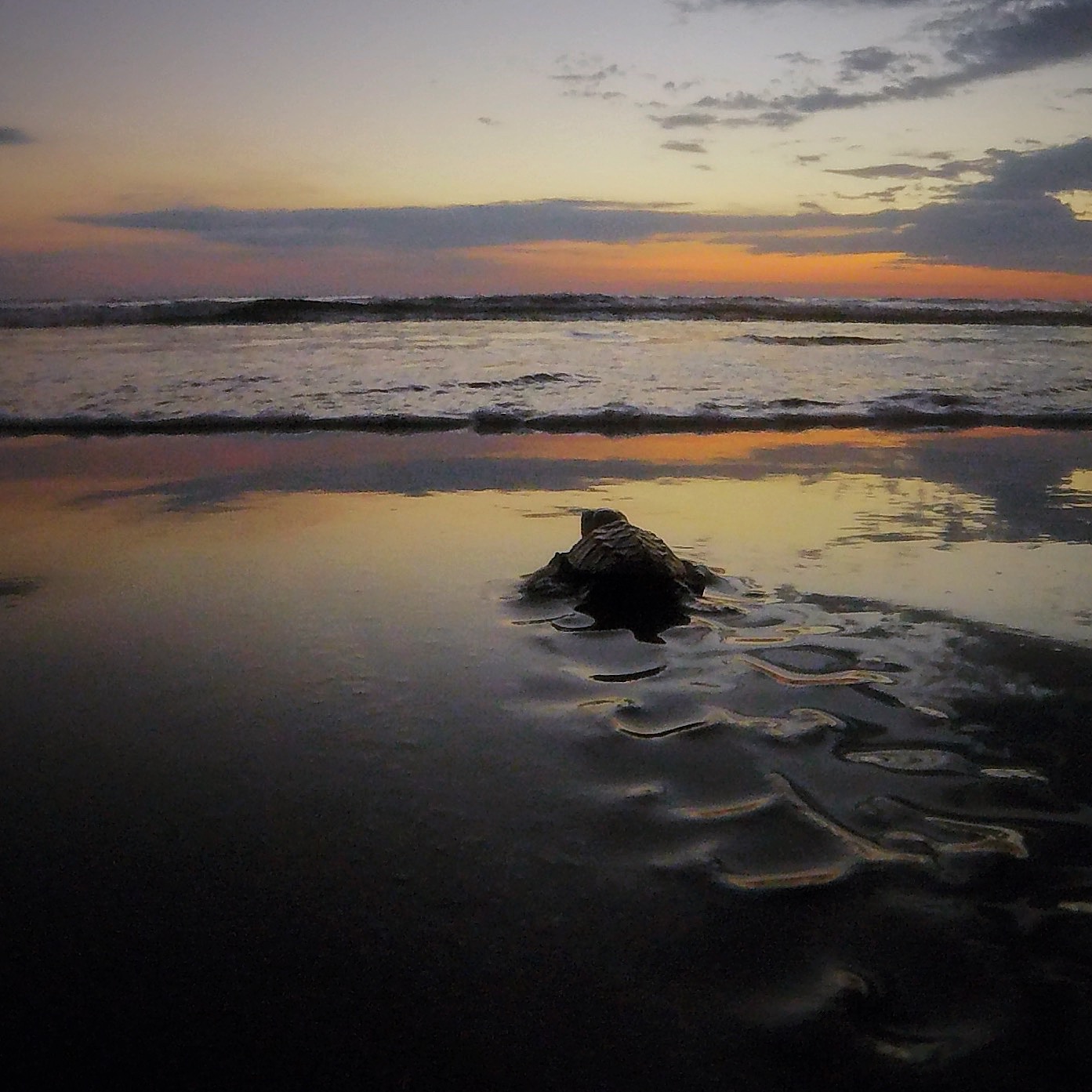 Baby Turtle making his/her first journey to the sea