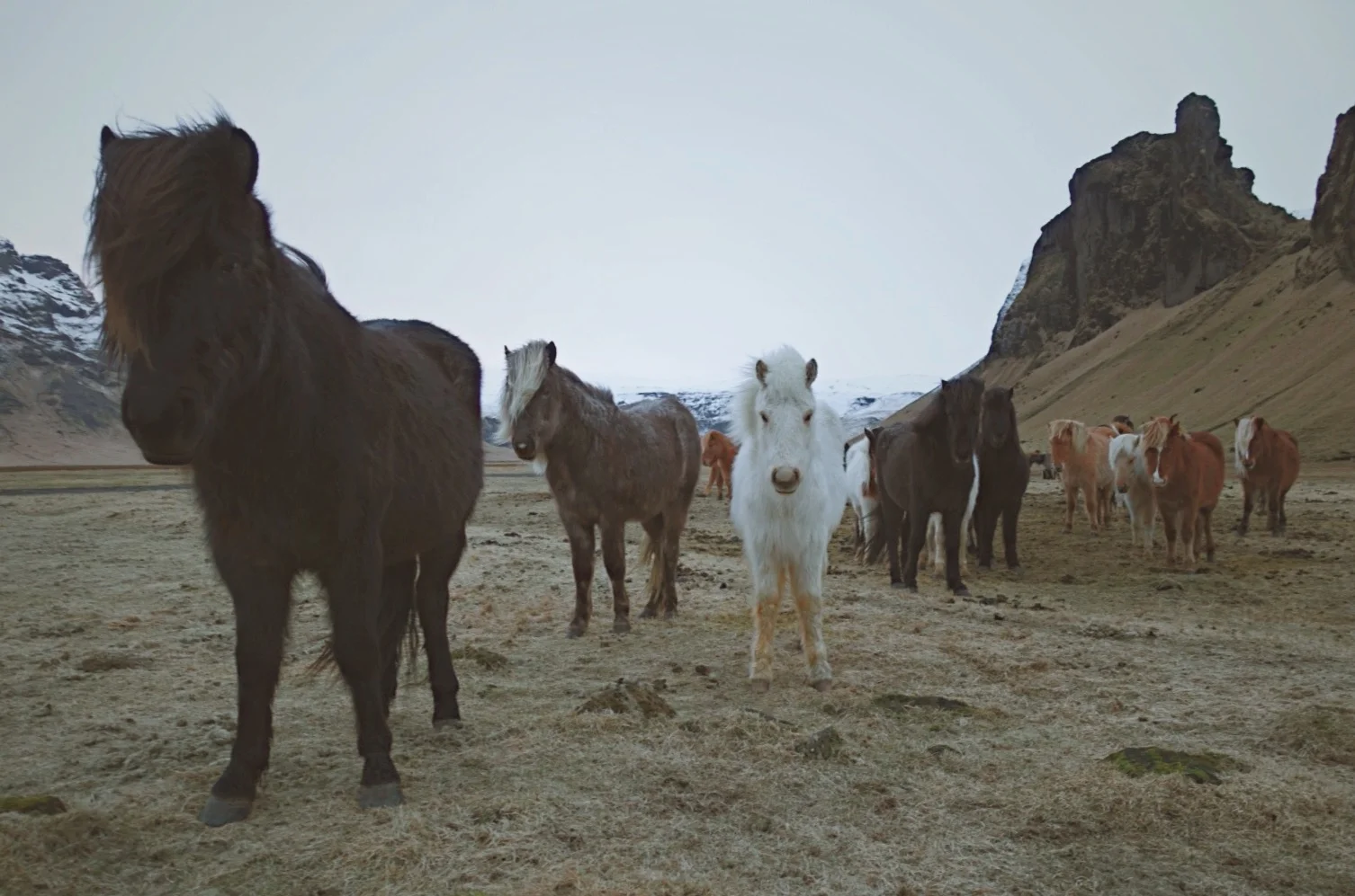 I love the Icelandic Horses