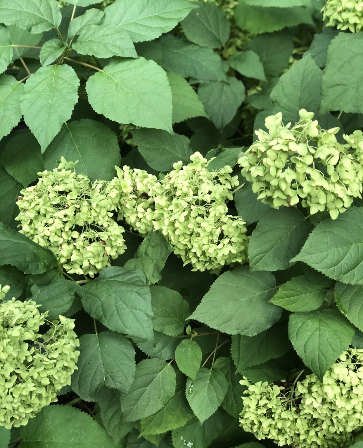  With Annabelles you can cut them as far down as you like - they bloom on new growth each year.  If you are cutting other types of hydrangeas be careful as to where you cut - some varieties require old growth to form blooms for the next year. 