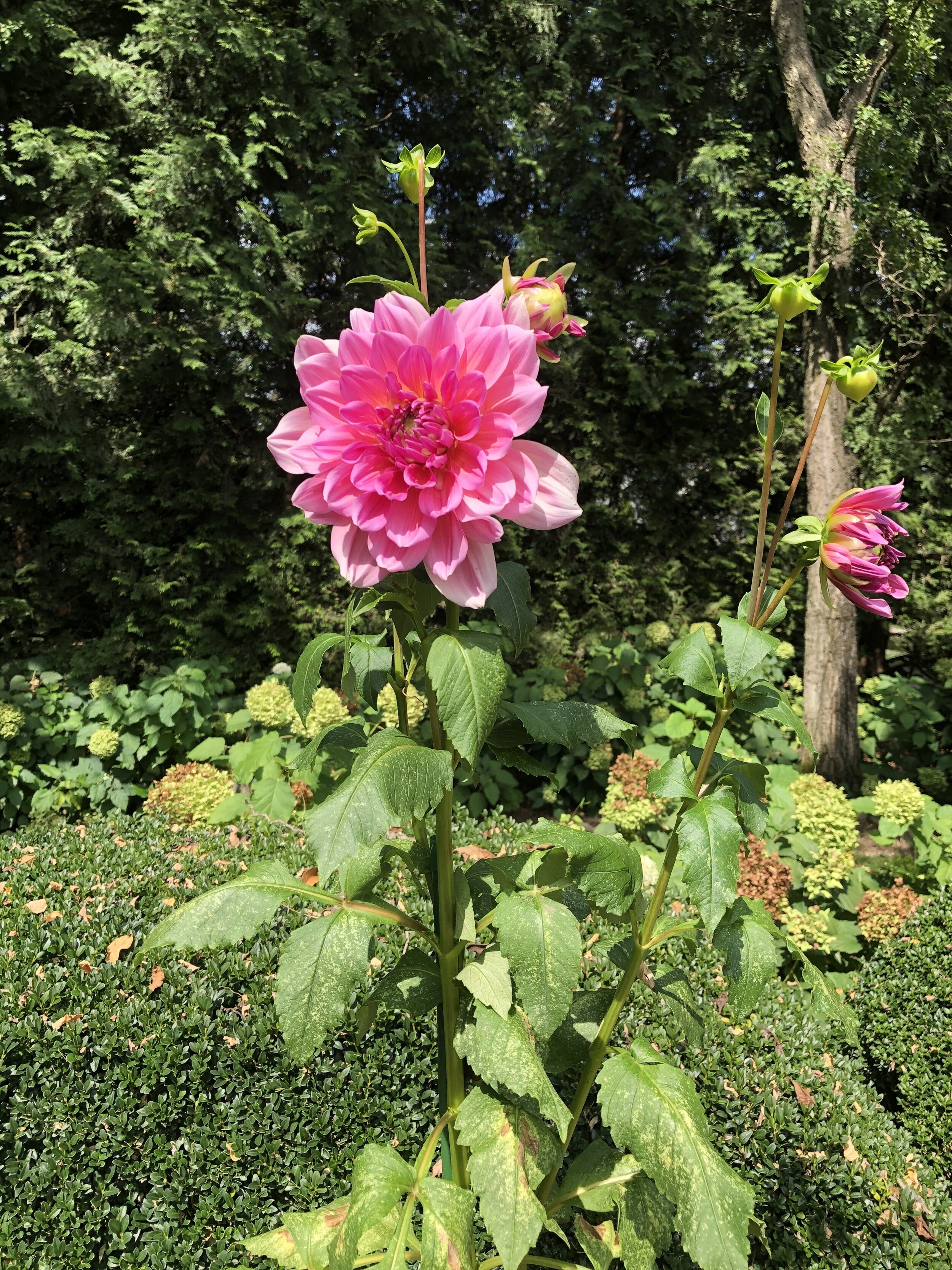  Luckily my favorite flower shop (aka Mom’s garden) had a surplus in Dahlias and end of Summer flowers that I went and cut from. 