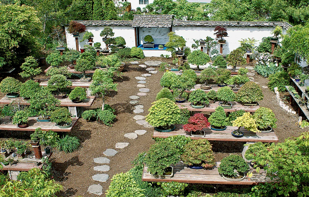 Sponsor Feature: International Bonsai Arboretum