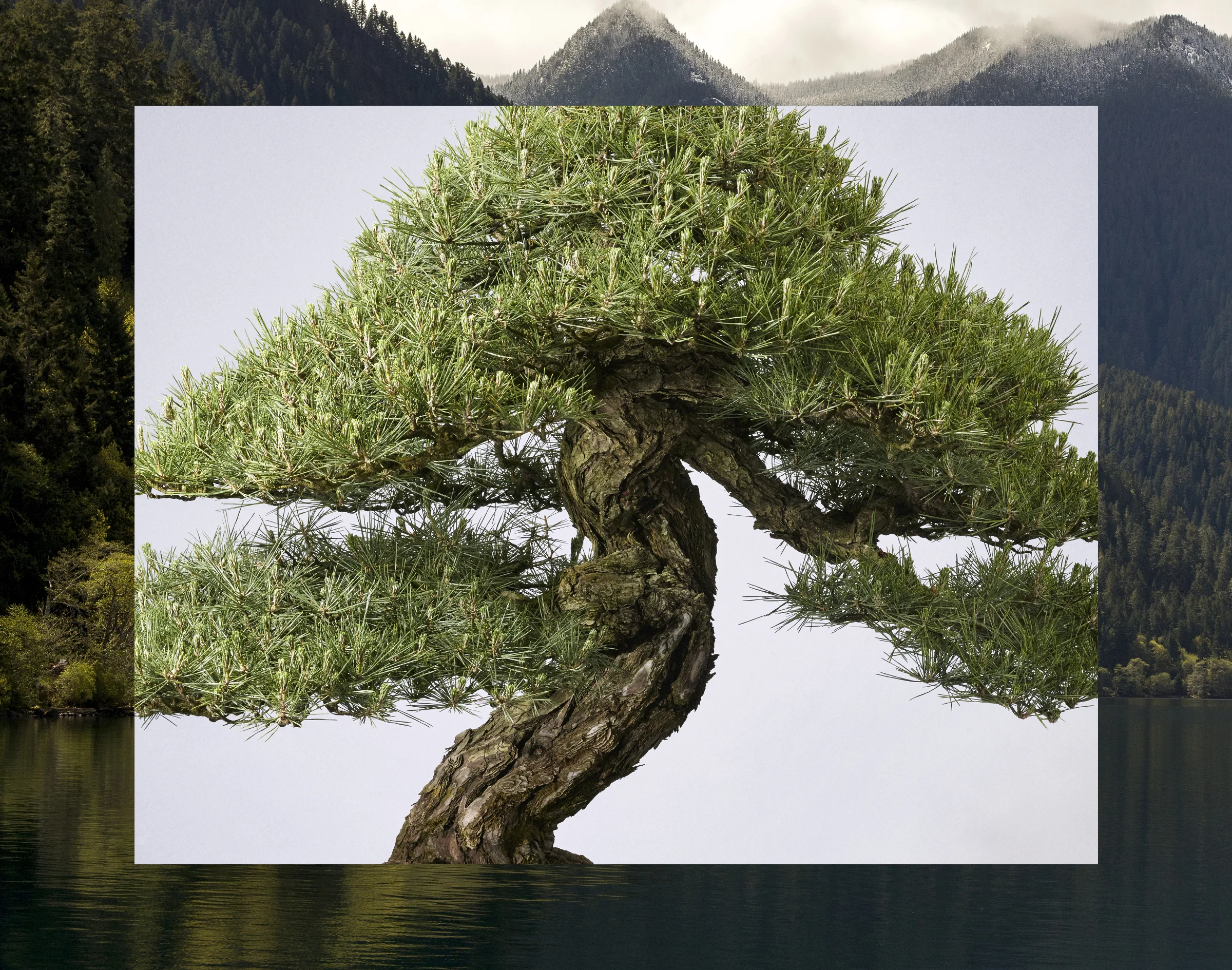 Collaborator: Chris Hornbecker