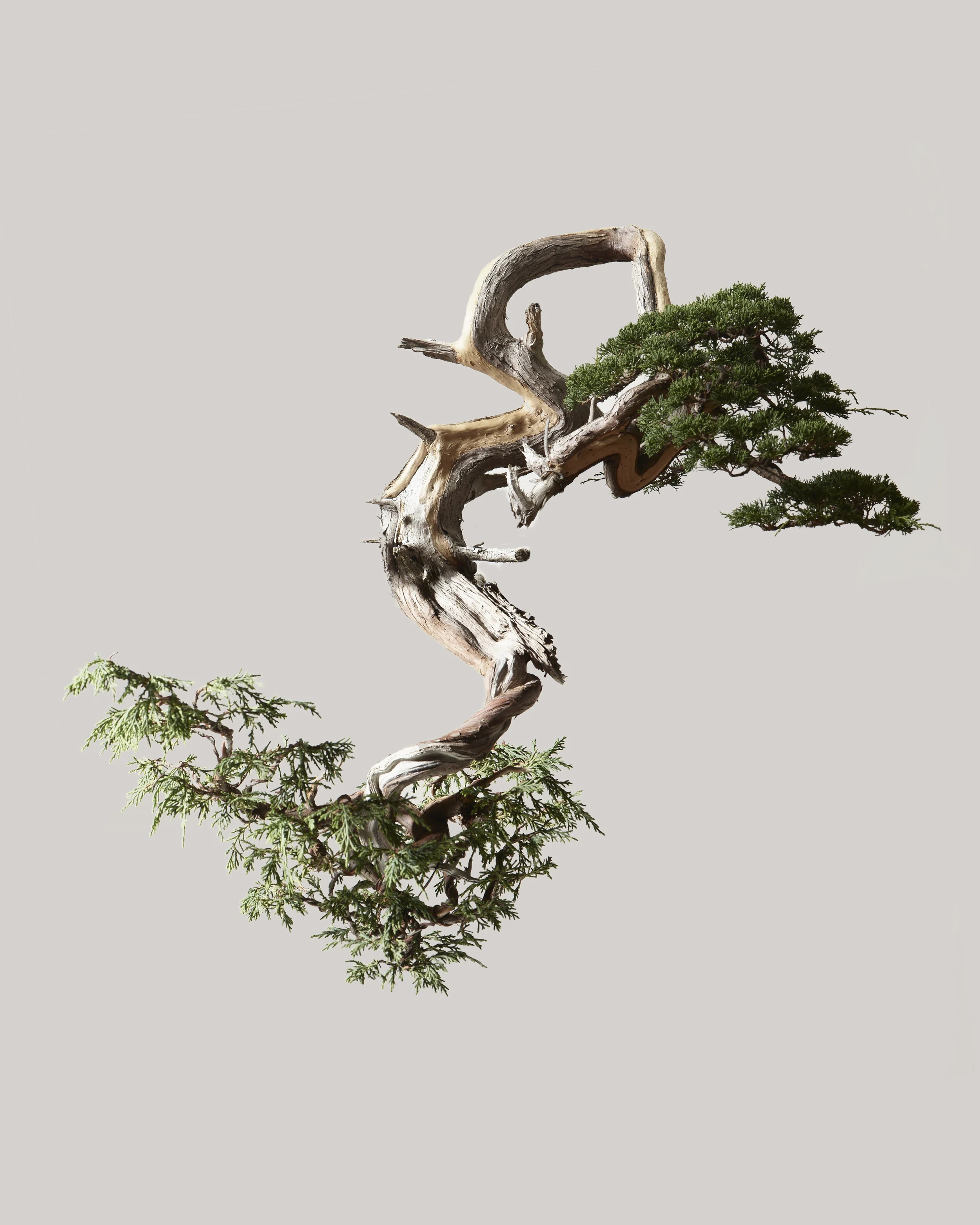 Juniper 2c.jpg