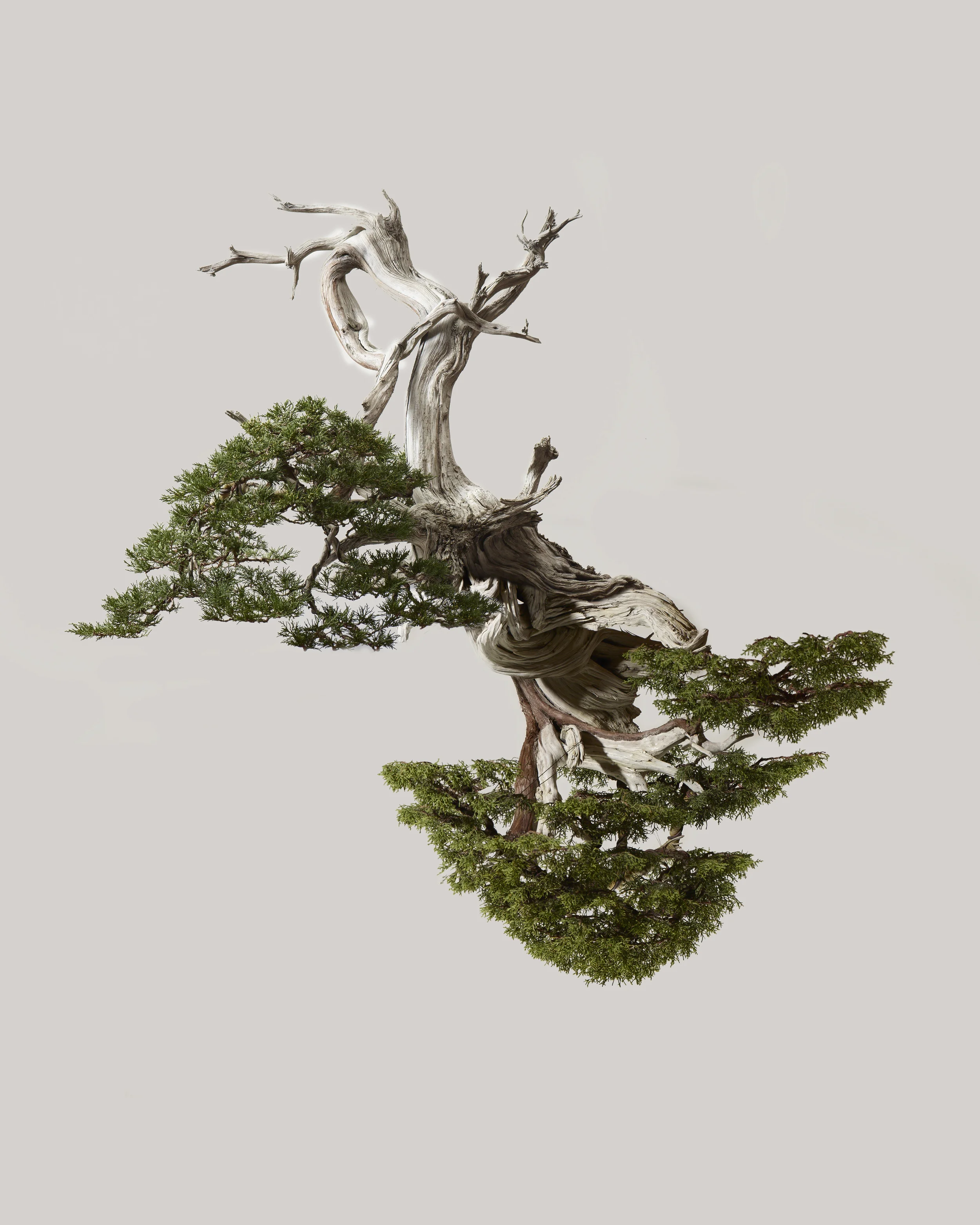 Juniper 1a.jpg
