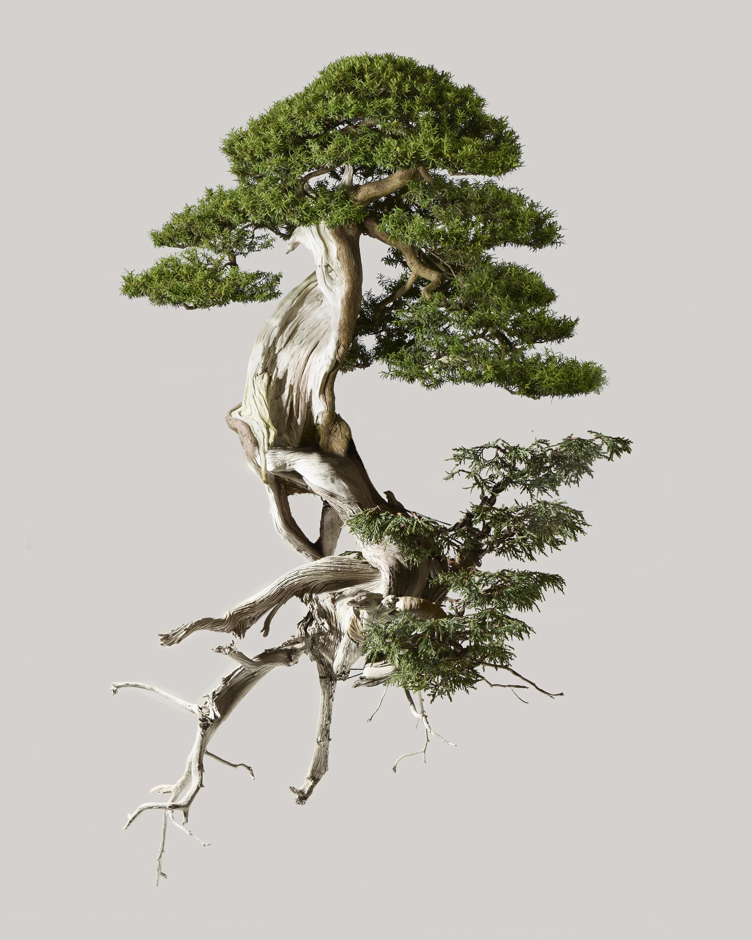 Juniper 3a.jpg