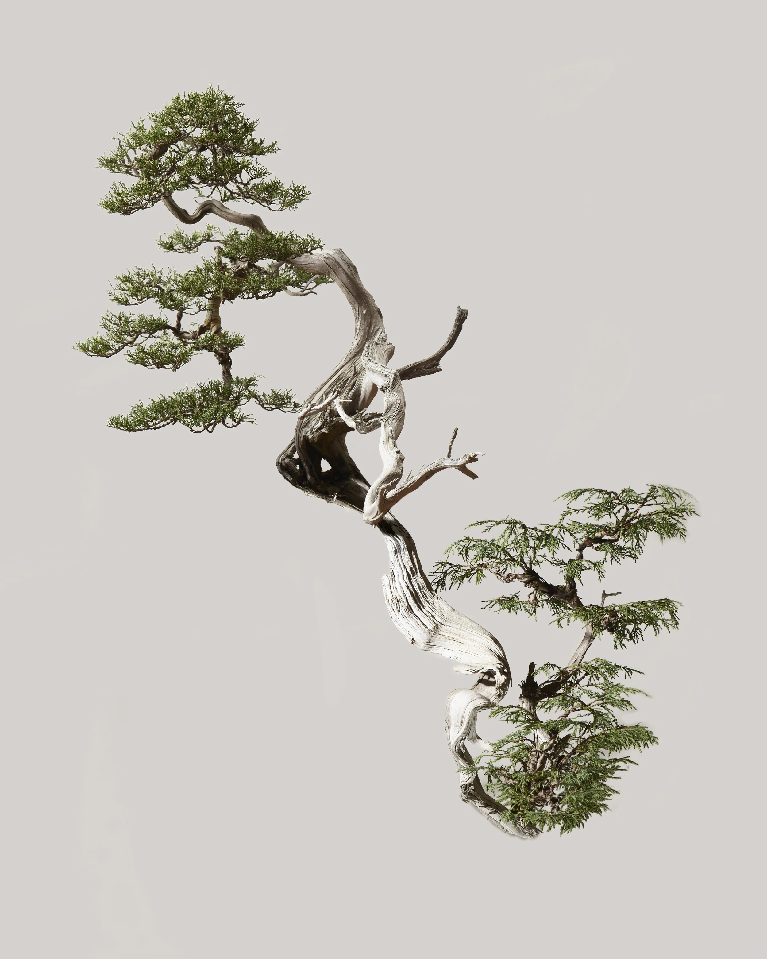 Juniper 4c.jpg