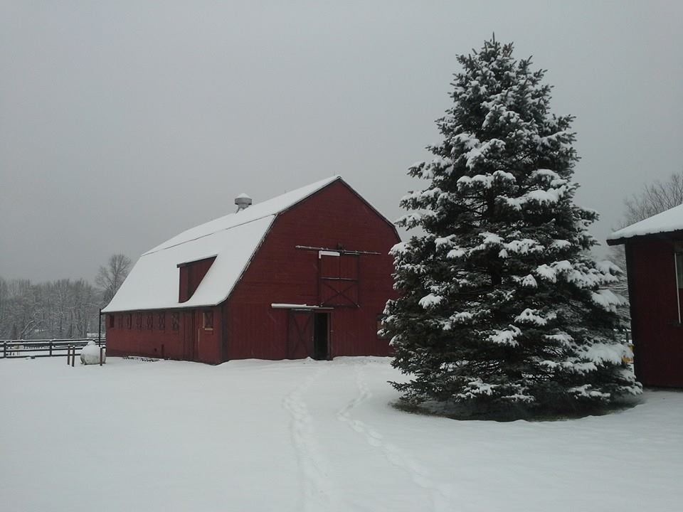 Cow Barn