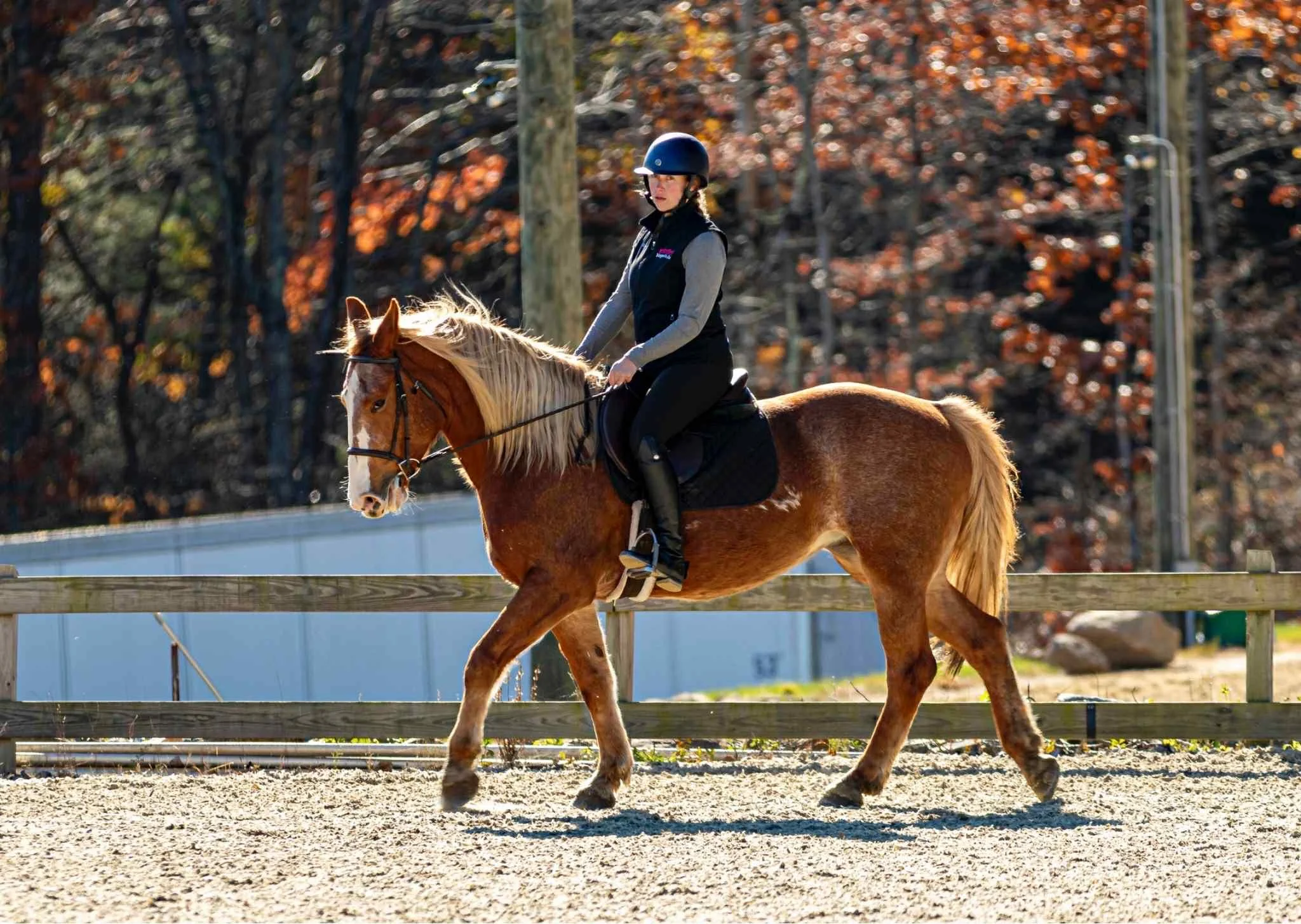 Magnolia 2 Phase Show