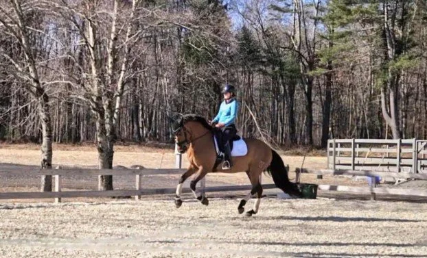 USDF/USEF Dressage Show