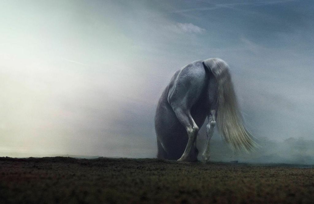 MADONNAHORSE_02.jpg