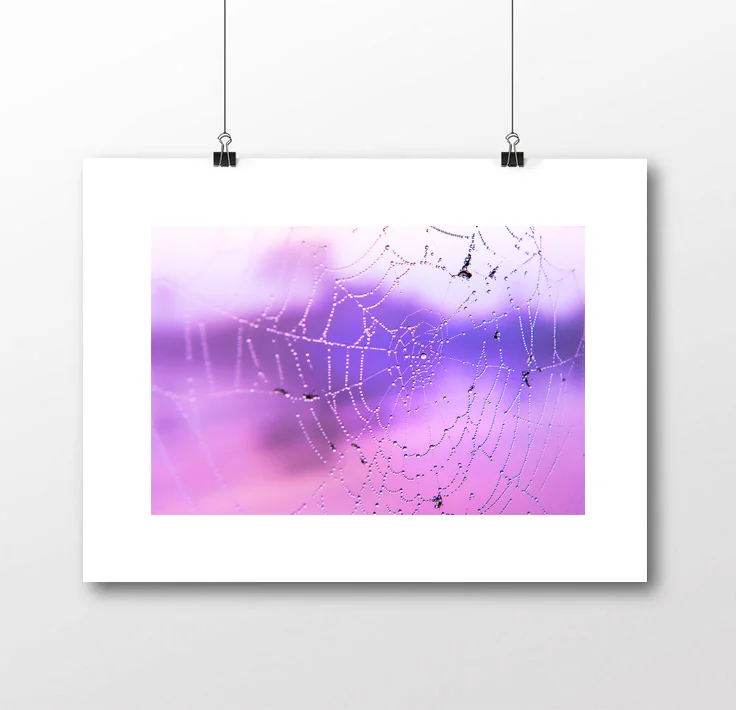 Spider Web 