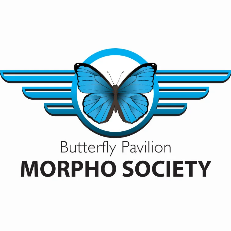 Morpho.jpg