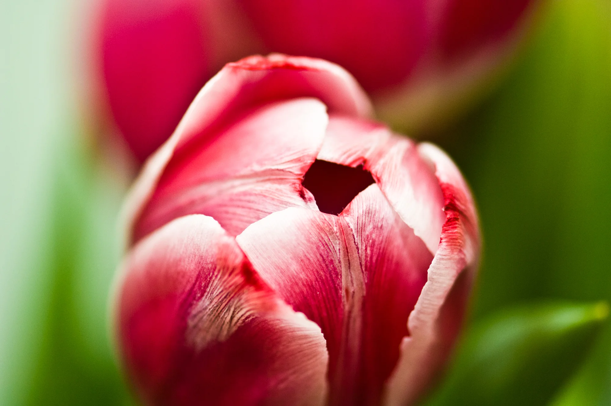 flowers-3474.jpg