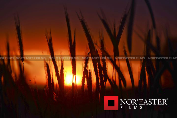 Field grass sunset in Easton, New York. 