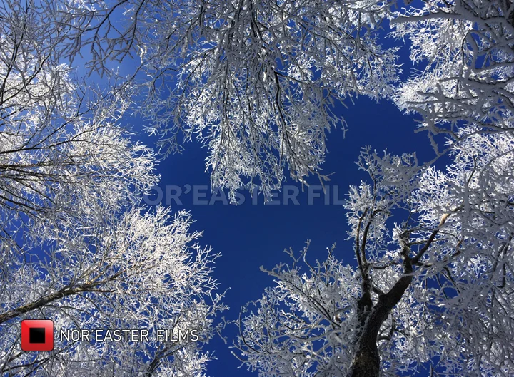 peterspurgtrees.jpg
