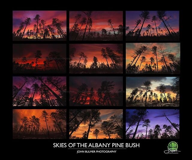 Next time you are in the #forest, don&rsquo;t forget to look #up. #sky, #Albany #Pinebush, #albanypinebush, #pine, #conservation, #conservationphotography, #sunset, #preserve, #poster, #goldenhour, #photoseries, #grid, #sandandpine, #morning, #albany