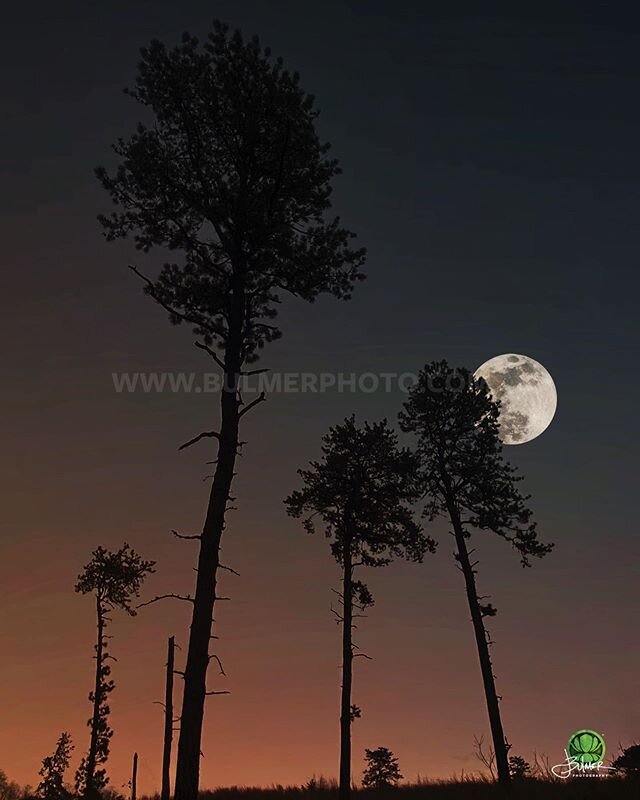 #moonrise among the #pitchpines of the #Albany #Pinebush #Preserve, @apbpc, #pinetrees, #pinebarrens, #moonlight, #wormmoon, #supermoon, #evening, #upstateNY, #newyorkstate, #landscapephotography, #landscape, #night, #nightphotography, #moonrise, #sk