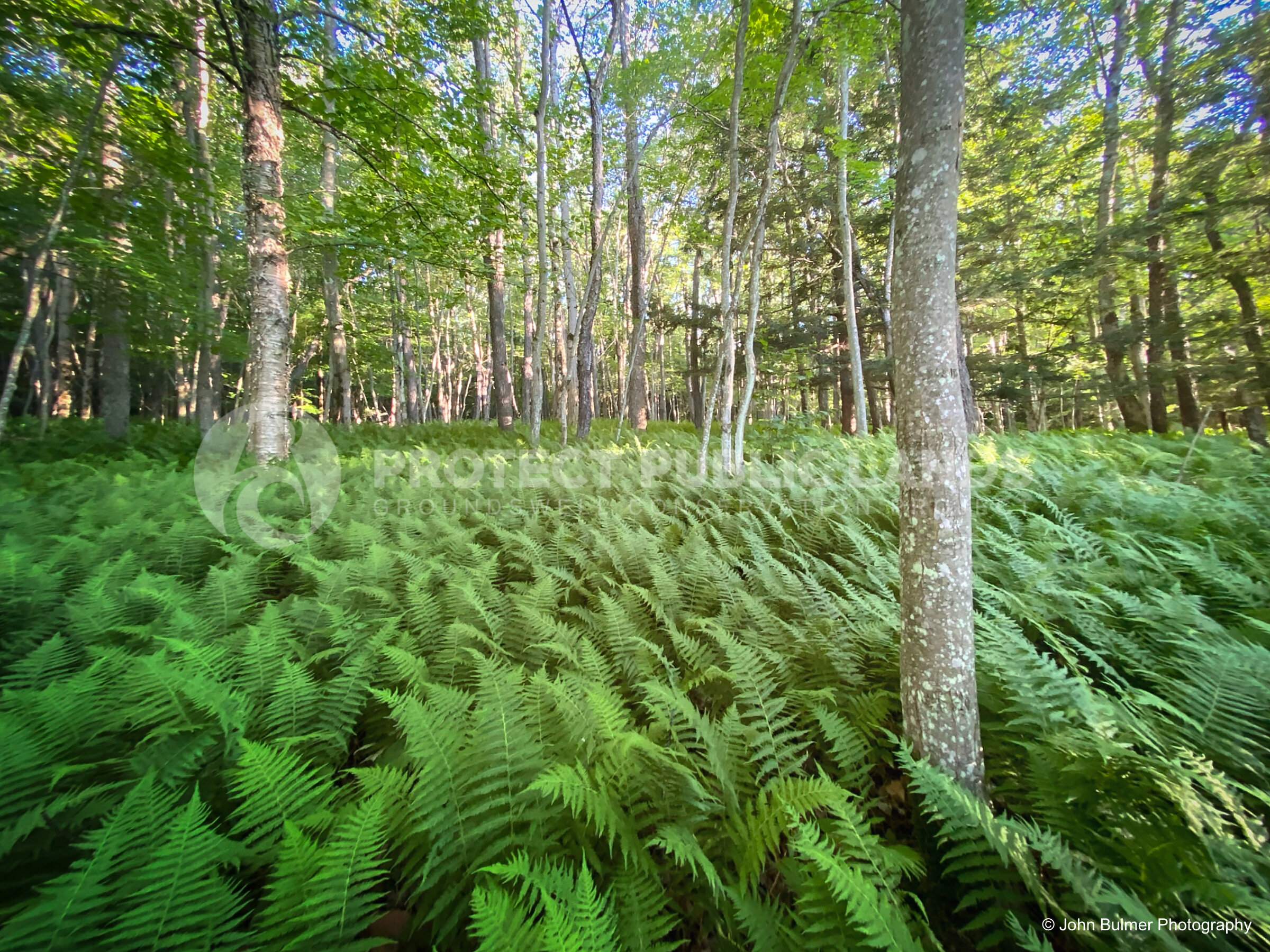 Forest of Ferns, Grafton Lakes State Park 