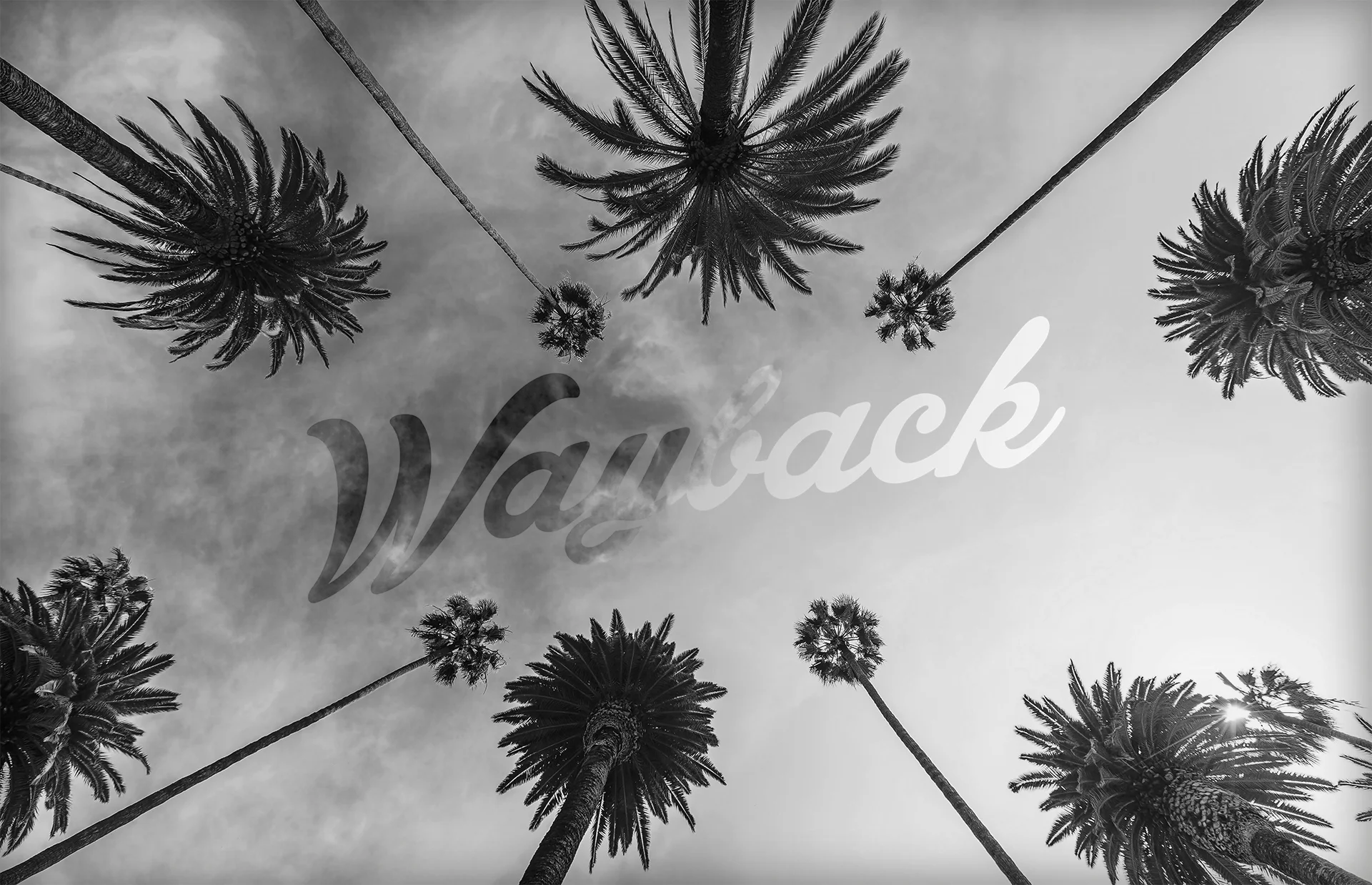 Wayback-SoCal-palm-trees.jpg