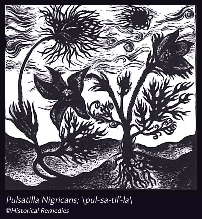 pulsatilla.jpg