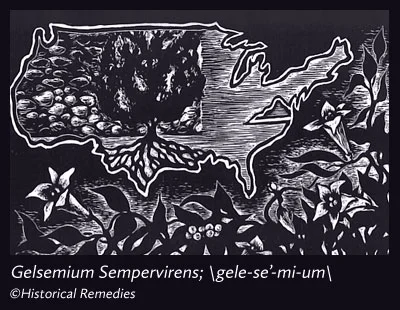 gelsenium.jpg