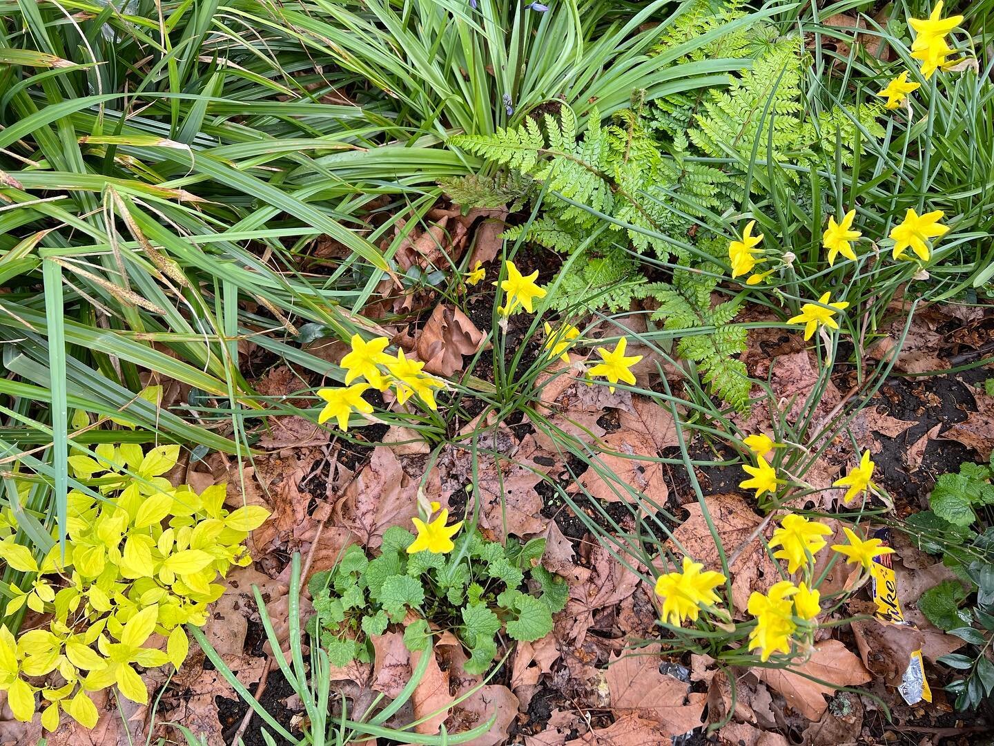 spring yellows: Philadelphus coronarius Aureus, Narcissus 'Hawera' &amp; the crumbliest flakiest chocolate.

#narcissushawera #philadelphuscoronariusaureus #cadburysflake #litterisforlosers 

#arnoldcircus #boundarygardens #boundaryestate #shoreditch