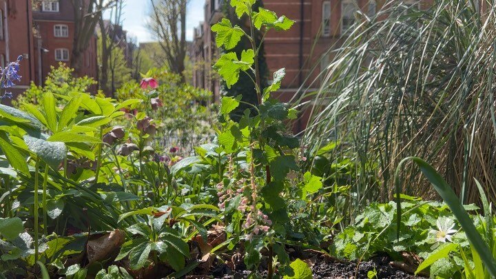 Today, we planted three flowering currants, Ribes sanguineum 'Albescens'.

It's easy enough to dig a decent hole and squish 'em in nice and firm, but don't let the damp ground now make you lazy.  Everything newly planted needs watering.  Properly. Sl