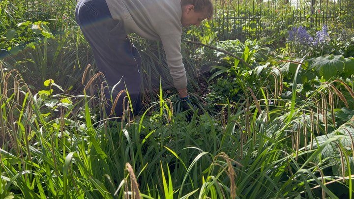 Volunteer Workdays: 5thMay '23.

With: Pam, Jean, Susanna, Kasia, Charlie, Henrietta, Louise &amp; Chris 

Bucketed down, then sun: tulips &amp; libertia.

Jean litter picked.  Chris got one poo.

Charlie &amp; Kasia dug out an enormous bucketload of