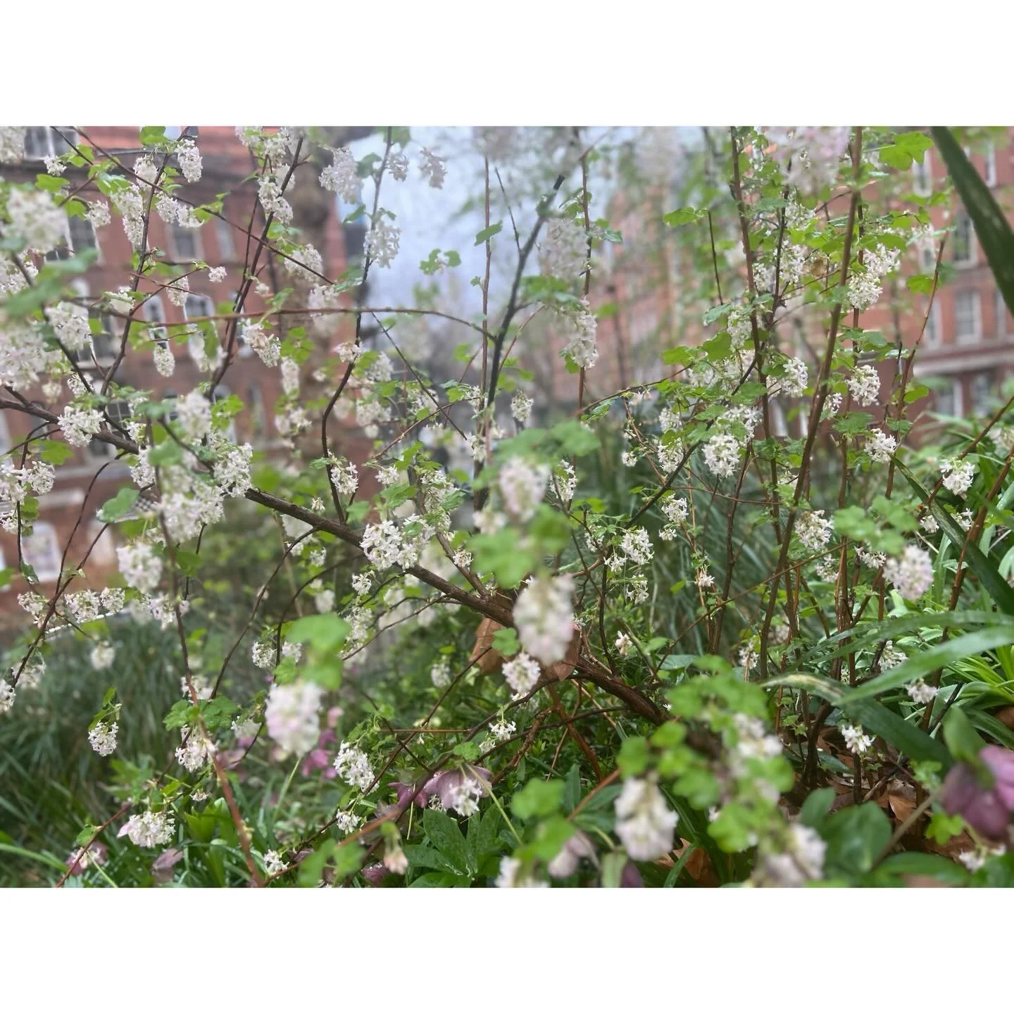 Volunteer Workdays:6th March '26.

With: Chris, Pam, Bernadette &amp; Jean.

Cold &amp; wet.

Jean litter picked. 
No shits.

Gulleys were swept, with all the sweepings away to the leaf-bins. 

Green snowdrops 'in-the-green' were planted out, and ast