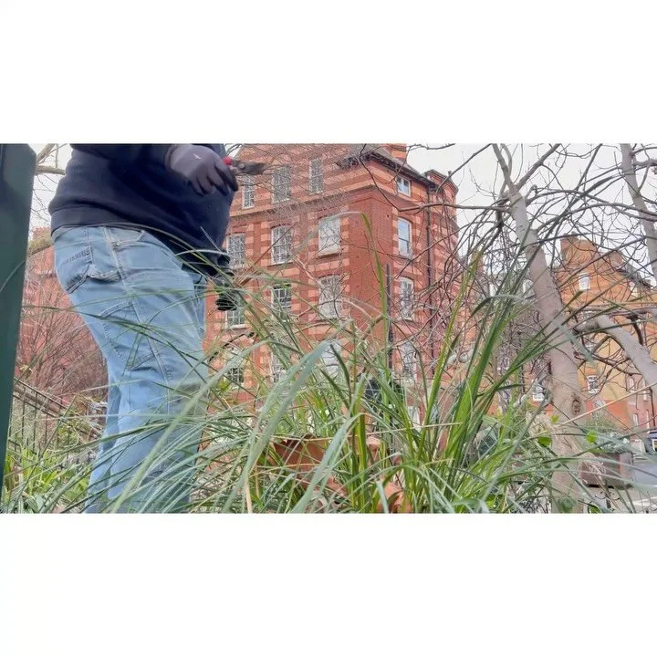 Volunteer Workdays:16th January '26.

With: Bernadette, Pam, Lucy, Victoria, Chris &amp; Jean.

Jean &amp; Pam litter picked. 
No shits captured.

Gutters and steps were swept.  More leaves gently raked out of beds and all the gubbins away to the lea