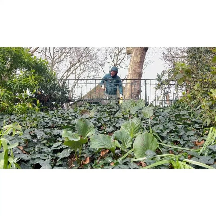Volunteer Workdays:13th March '26.

With: Chris, Pam, Bernadette, Andy, Charlie, Henrietta, Susanna, Aditya &amp; Jean.

Andy &amp; Jean litter picked. 
Andy got two shits &amp; Susanna, a whopper, &amp; this duly noted.

Gulleys were swept, and the 