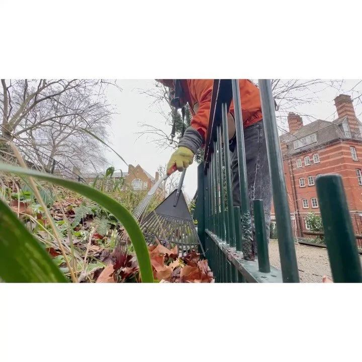 Volunteer Workdays:23rd January '26.

With: Bernadette, Pam, Lucy, Judith, Andy, Chris &amp; Jean.

Jean &amp; Andy litter picked. 
No shits captured.

Gutters and steps were swept.  More leaves were gently raked out of beds.  Lemon balm stems were c