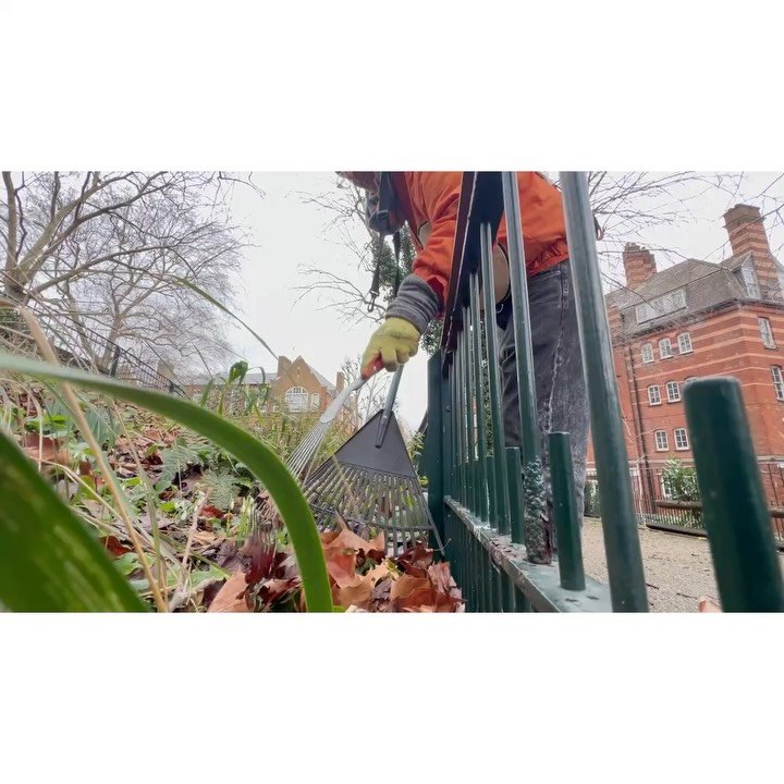 Volunteer Workdays:23rd January '26.

With: Bernadette, Pam, Lucy, Judith, Andy, Chris &amp; Jean.

Jean &amp; Andy litter picked. 
No shits captured.

Gutters and steps were swept.  More leaves were gently raked out of beds.  Lemon balm stems were c