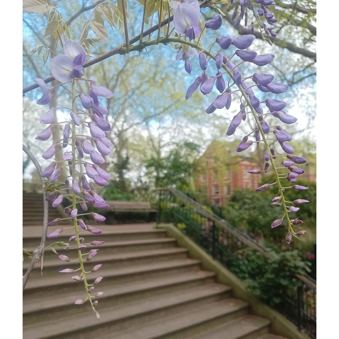 Volunteer Workdays:17th April '26.

With: Jean, Andy, Pam, Charlie, Lucy, Victoria &amp; Susanna.

Andy &amp; Jean litter picked. 

Gulleys were swept.

Andy repaired a litter picker.

Fallen twigs were collected &amp; the rest of the failed cherry w