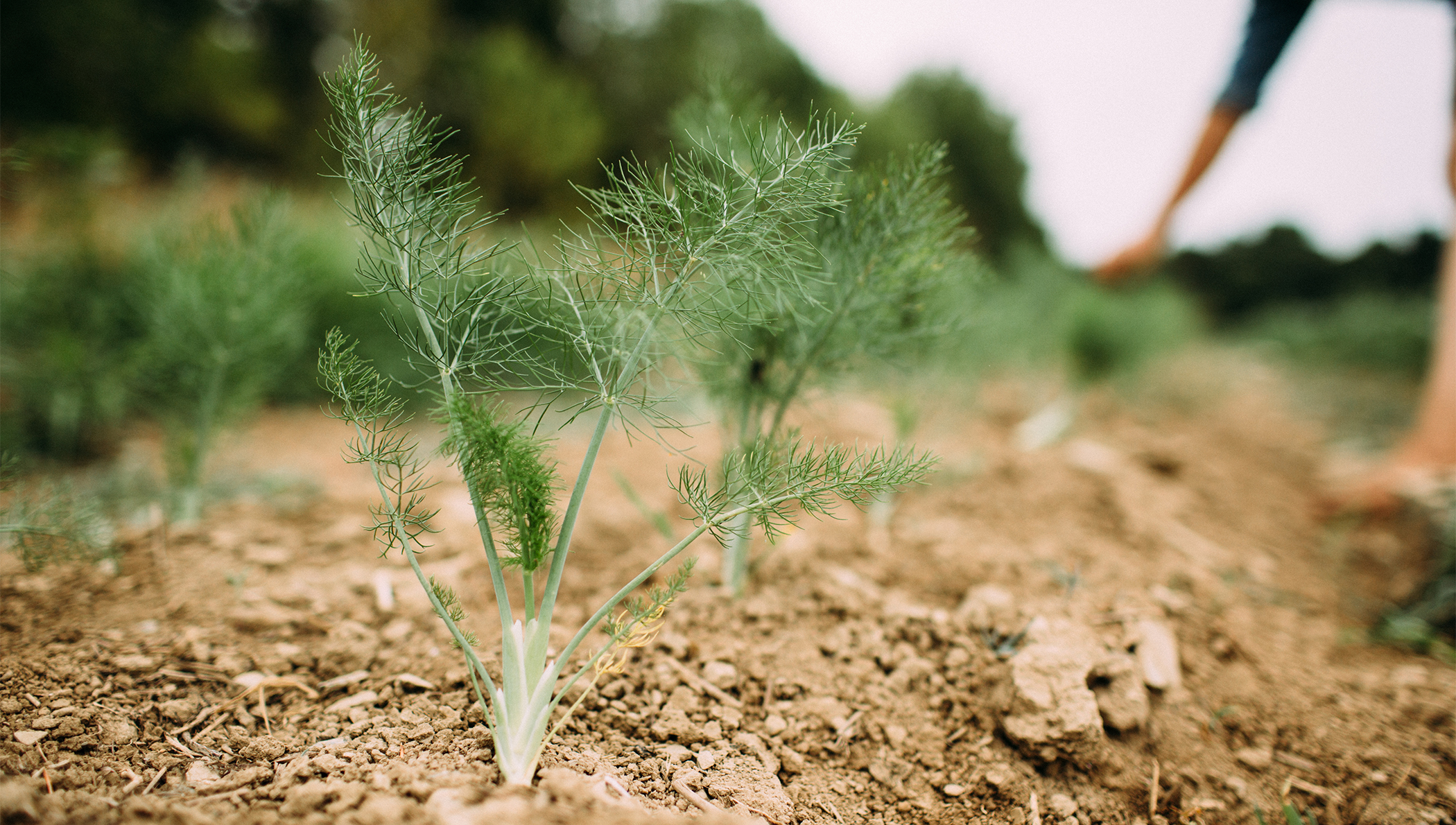 fennel_blog.jpg