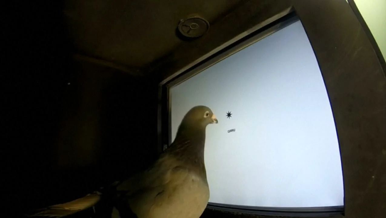 Seeker - Pigeon Literacy